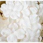 10 Hydrangea Big White / Pack