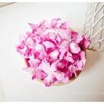 30 Pink Gardenia Curly Petals / Pack