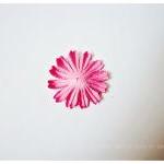 30 Mixed Pink Medium Daisy Flowers Petal / Pack