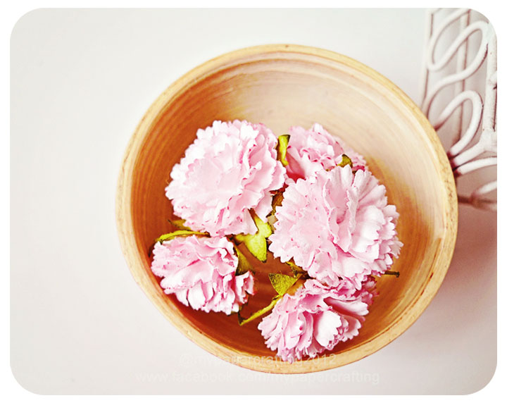 Pink Carnation Flowers / Pack